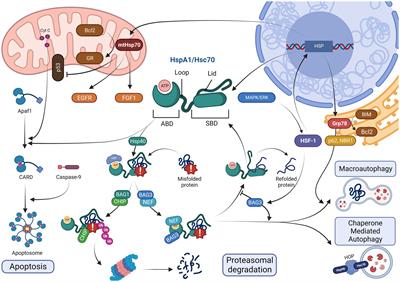 Closest horizons of Hsp70 engagement to manage neurodegeneration